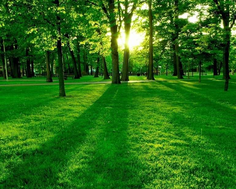 Tuổi Mậu Thân kỵ màu xanh lục - ảnh 11
