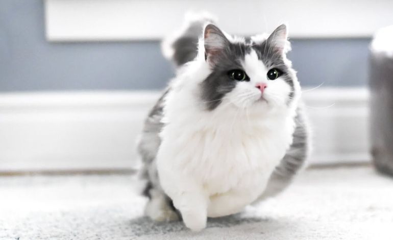 30 giống mèo nổi tiếng đẹp nhất, cute, dễ nuôi và giá bán - ảnh 10