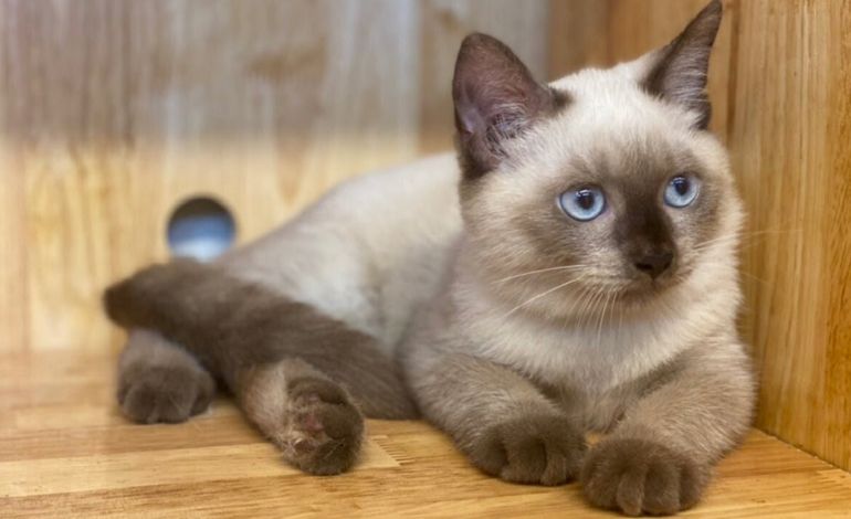 30 giống mèo nổi tiếng đẹp nhất, cute, dễ nuôi và giá bán - ảnh 16