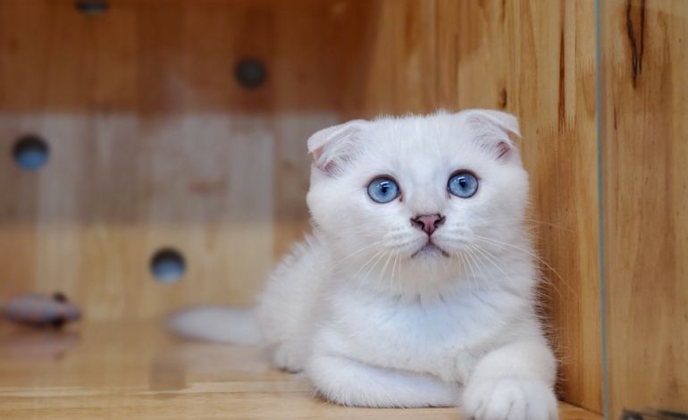 30 giống mèo nổi tiếng đẹp nhất, cute, dễ nuôi và giá bán - ảnh 18