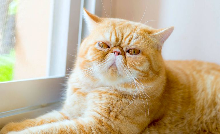 30 giống mèo nổi tiếng đẹp nhất, cute, dễ nuôi và giá bán - ảnh 20
