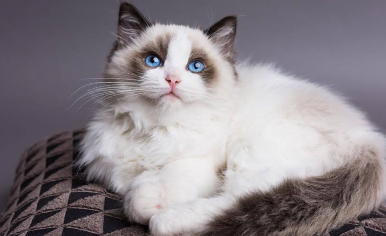 30 giống mèo nổi tiếng đẹp nhất, cute, dễ nuôi và giá bán - ảnh 23