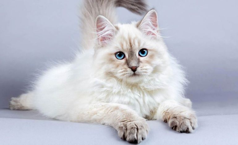 30 giống mèo nổi tiếng đẹp nhất, cute, dễ nuôi và giá bán - ảnh 30
