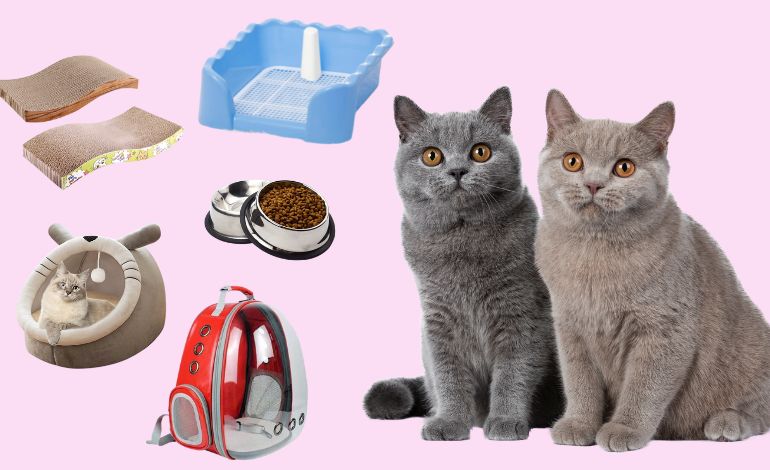 30 giống mèo nổi tiếng đẹp nhất, cute, dễ nuôi và giá bán - ảnh 31