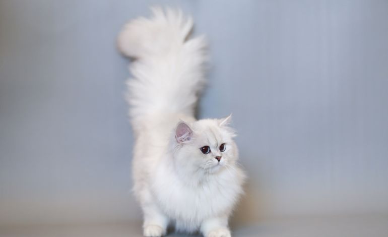 30 giống mèo nổi tiếng đẹp nhất, cute, dễ nuôi và giá bán - ảnh 9