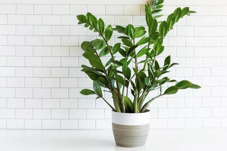 Cây kim tiền đem lại may mắn về tiền bạc - Hình 32