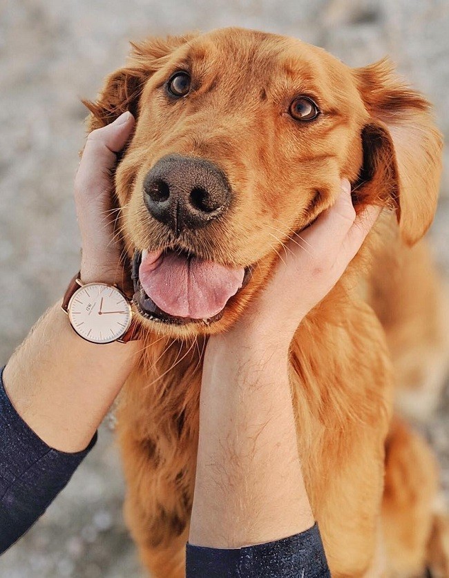 Đồng hồ nam Daniel Wellington DW00100006 thay pin miễn phí - Ảnh 6