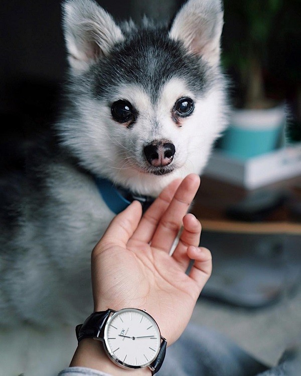 5 lý do phái mạnh nên bỏ túi đồng hồ Daniel Wellington DW00100014 - Ảnh 4