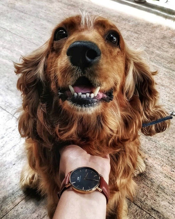 Đồng hồ nam Daniel Wellington DW00100125 thời trang, tinh tế - Ảnh 4