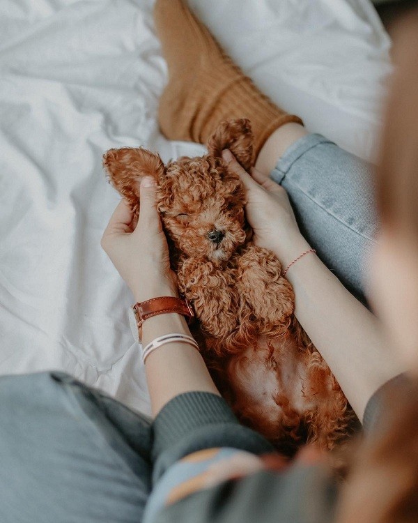 Đồng hồ nữ Daniel Wellington DW00100172 thay pin miễn phí - Ảnh 3