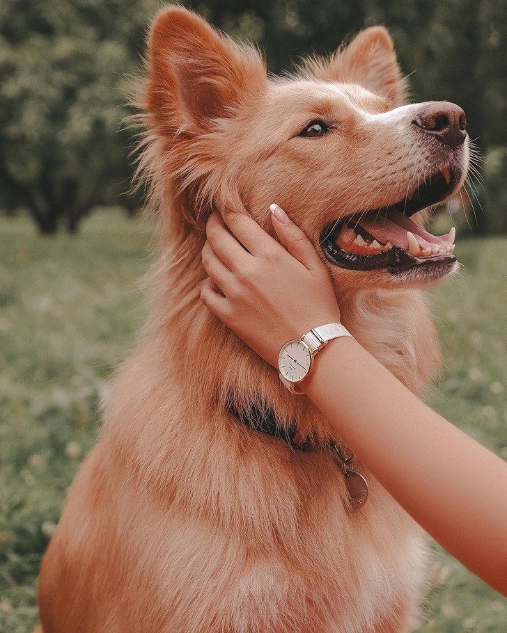 Đồng hồ nữ Daniel Wellington DW00100313 sở hữu thiết kế tinh tế - Ảnh 5