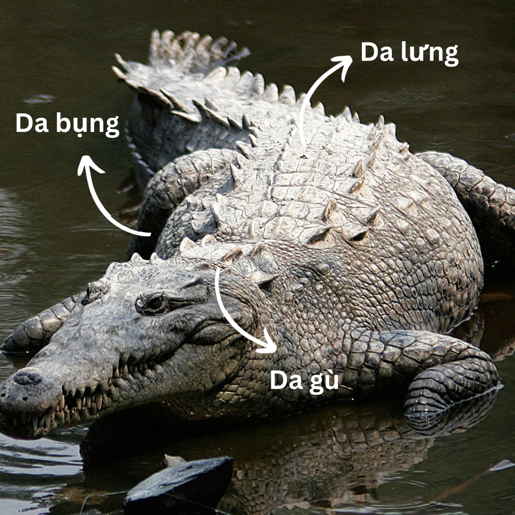 Da được lấy từ những bộ phận khác nhau của cá sấu