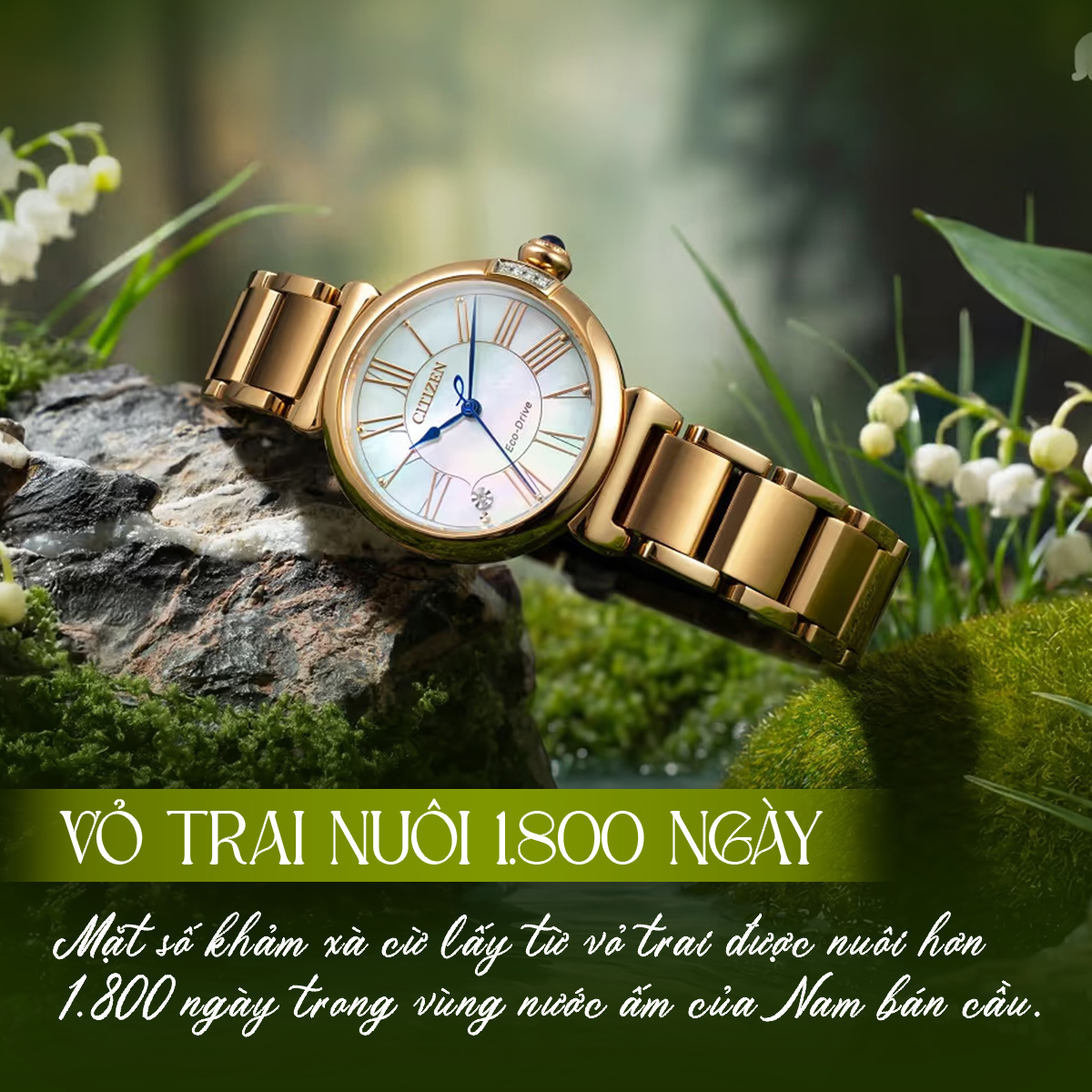 EM1063-89D khảm xà cừ từ vỏ trai nuôi 1800 ngày tuổi