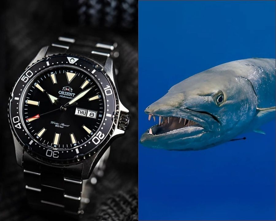 Tên gọi của dòng đồng hồ này xuất phát từ tên của loài cá nhồng Barracuda trong tiếng Nhật - ảnh 1