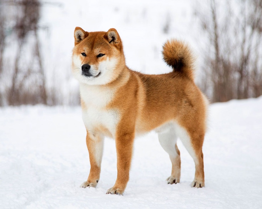 Chú chó Shiba Inu - ảnh 2