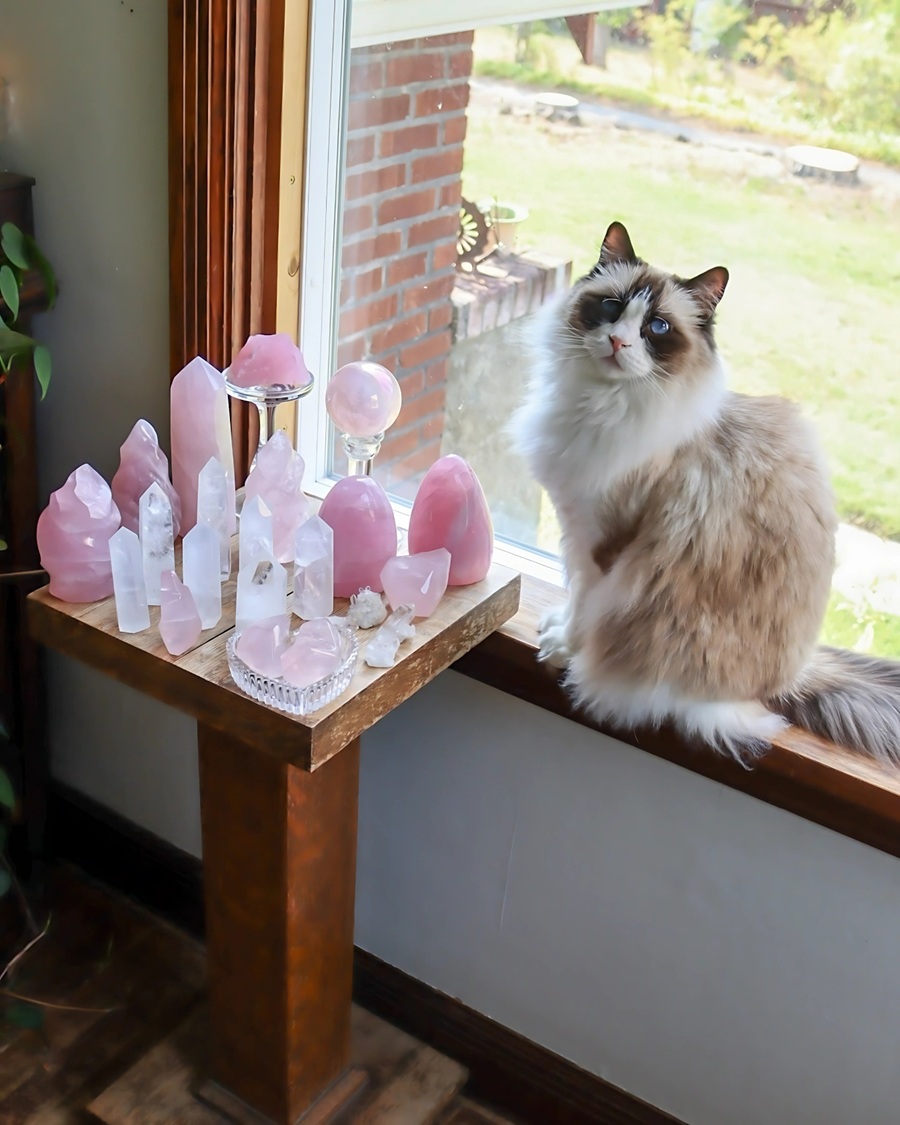 Các tinh thể Rose Quartz và chú mèo được chụp bởi thương hiệu All That Shimmerzz