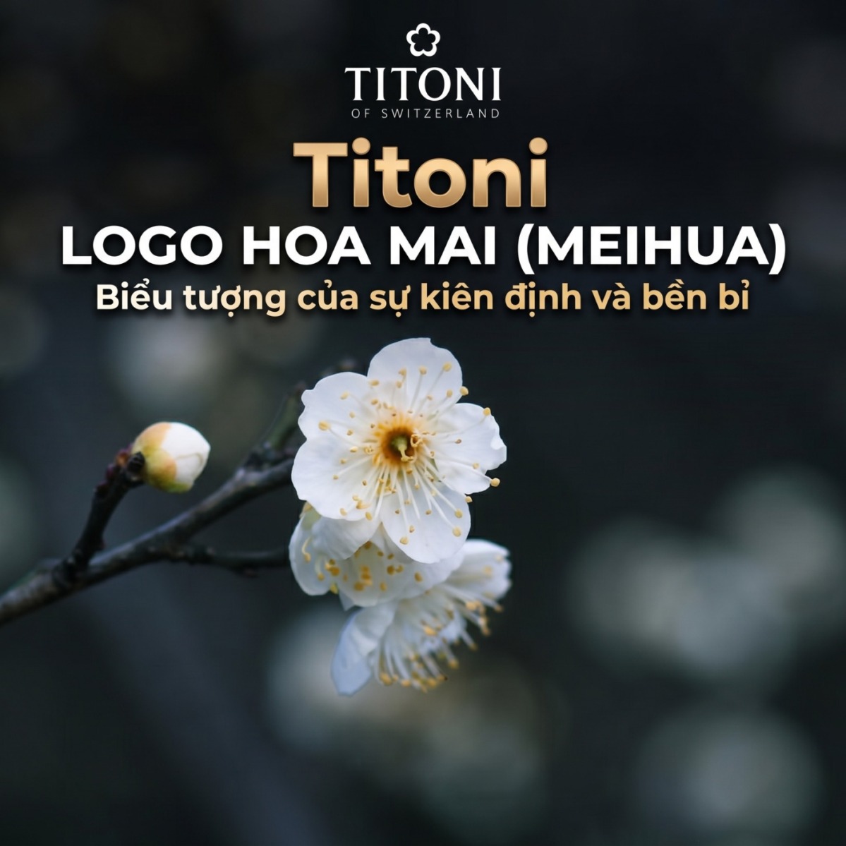 Hoa mai (meihua) - Biểu tượng của thương hiệu Titoni